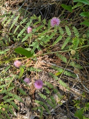 Mimosa microphylla