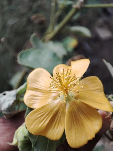 Image of Abutilon hirtum by no rights reserved