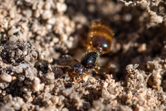 Solenopsis punctaticeps