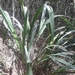 Pitcairnia kalbreyeri - Photo (c) olga-guarda, algunos derechos reservados (CC BY-NC), subido por olga-guarda