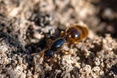 Solenopsis punctaticeps