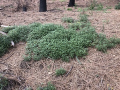 Monardella hypoleuca