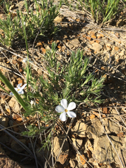 Phlox andicola