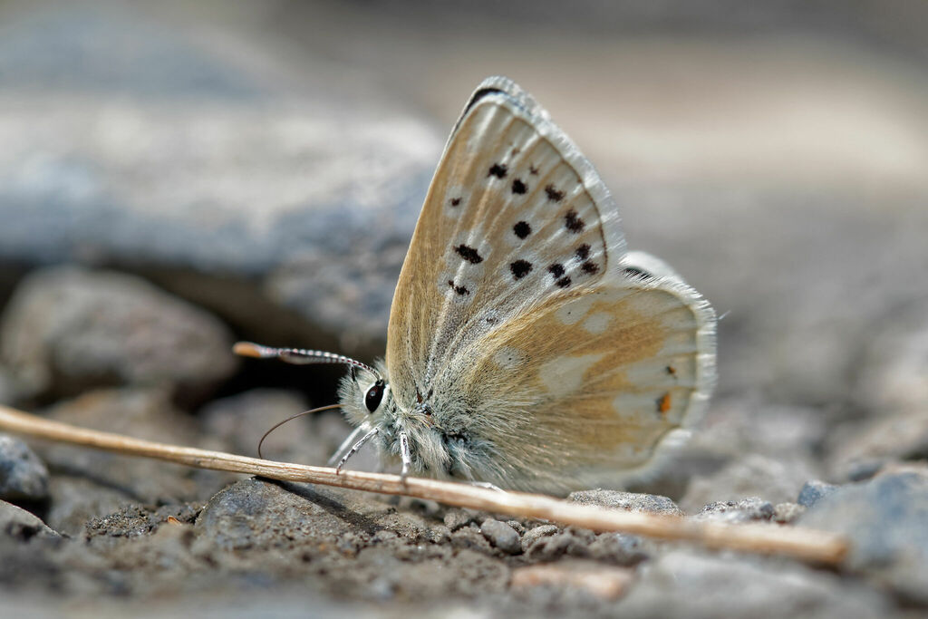 Plebejus pyrenaicus