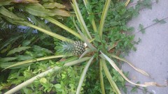 Ananas