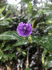 Brunfelsia grandiflora