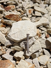 Litaneutria pacifica