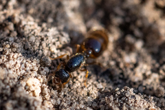 Solenopsis punctaticeps