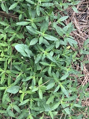 Monardella hypoleuca