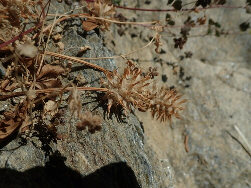 Image of Trifolium spumosum by (c) Daniel Cahen, some rights reserved (CC BY)