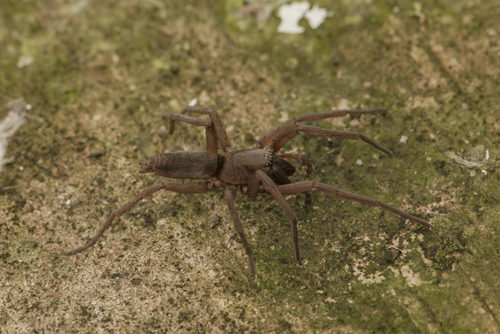 Drassodes natali