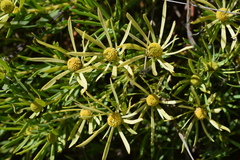 Leucadendron salignum