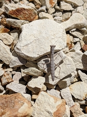 Litaneutria pacifica