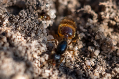 Solenopsis punctaticeps