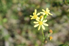 Senecio rosmarinifolius