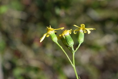 Senecio rosmarinifolius