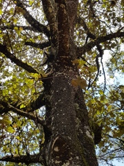 Chiranthodendron pentadactylon