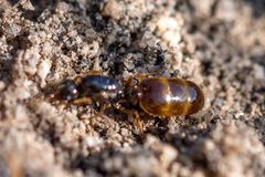 Solenopsis punctaticeps