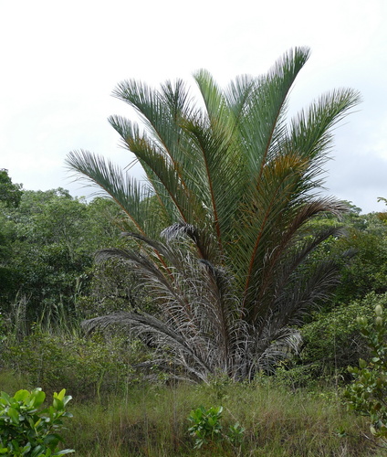 Foto de Palmeira-ráfia