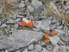 Castilleja tolucensis
