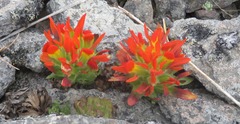 Castilleja tolucensis