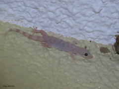 Phyllodactylus tuberculosus