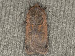 Parabagrotis insularis