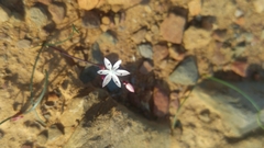 Strumaria tenella tenella
