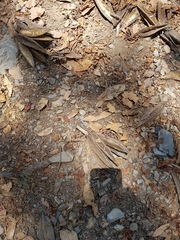 Chiranthodendron pentadactylon