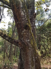 Chiranthodendron pentadactylon