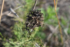 Senecio foeniculoides