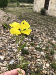 Oenothera berlandieri pinifolia