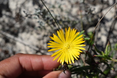 Lampranthus explanatus