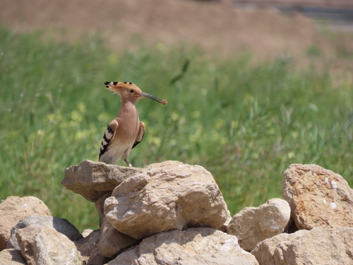 Common Hoopoe