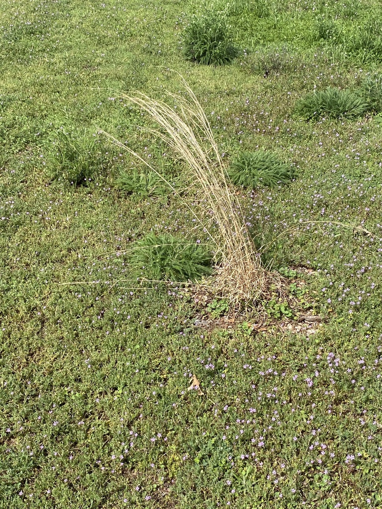 broomsedge bluestem from Plaza Pkwy, Wichita Falls, TX, US on March 22