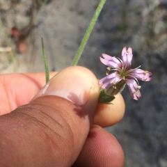 Silene verecunda