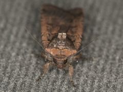 Parabagrotis insularis