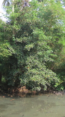 Bruguiera gymnorhiza, photograph Navaneeth Sini George, CC BY, iNaturalist via GBIF