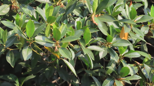 Bruguiera gymnorhiza, photograph 5