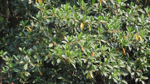 Bruguiera gymnorhiza, photograph 4