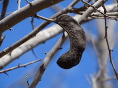 Microlobius foetidus