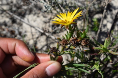 Lampranthus explanatus