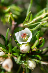 Erica aemula
