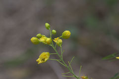 Erythrostemon mexicanus