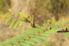 Mimosa pigra image