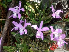 Laelia