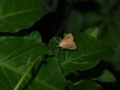 Udea testacea