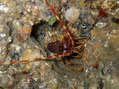 Spiny Lobster