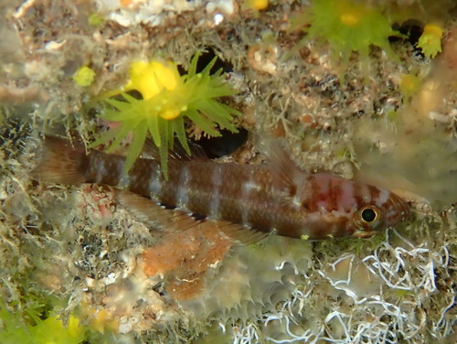 Steinitz's Goby