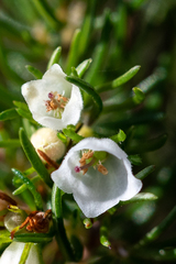 Erica aemula